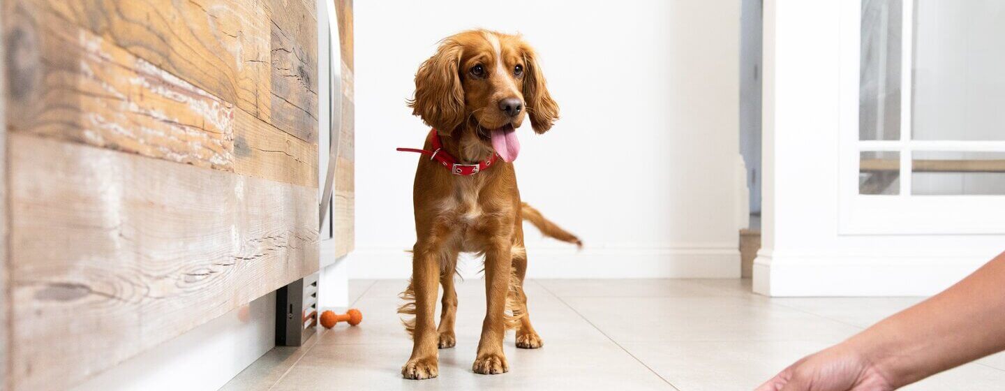 Things dog best sale need
